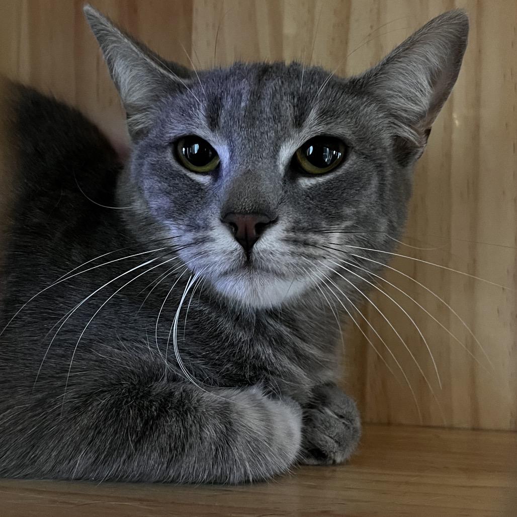 Enlarge Stormi, a Adoptable Domestic Short Hair in Yucca Valley, CA image 3/5