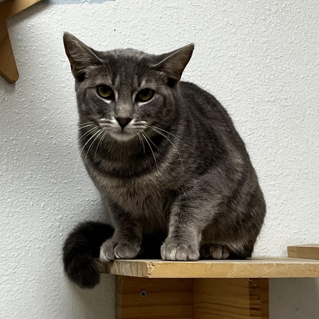 Enlarge Stormi, a Adoptable Domestic Short Hair in Yucca Valley, CA image 4/5