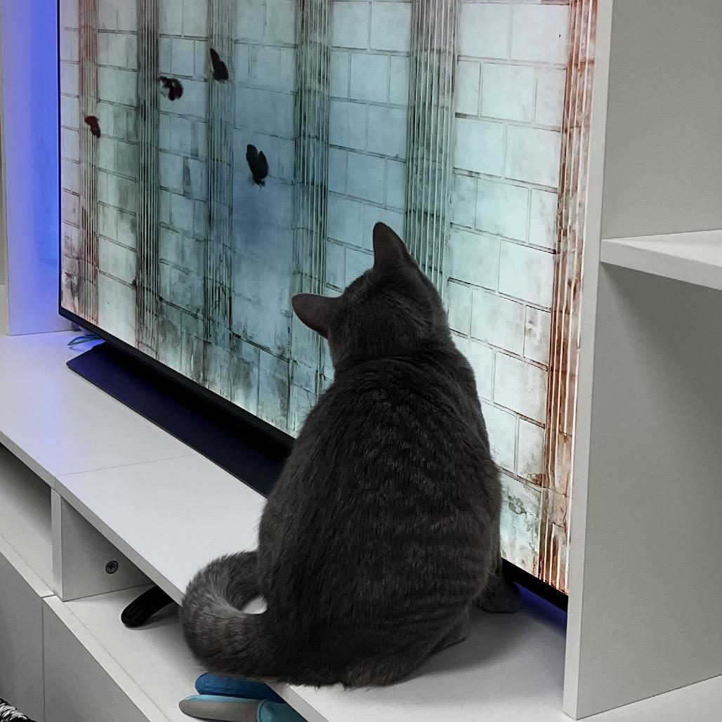 Enlarge Stormi, a Adoptable Domestic Short Hair in Yucca Valley, CA image 5/5