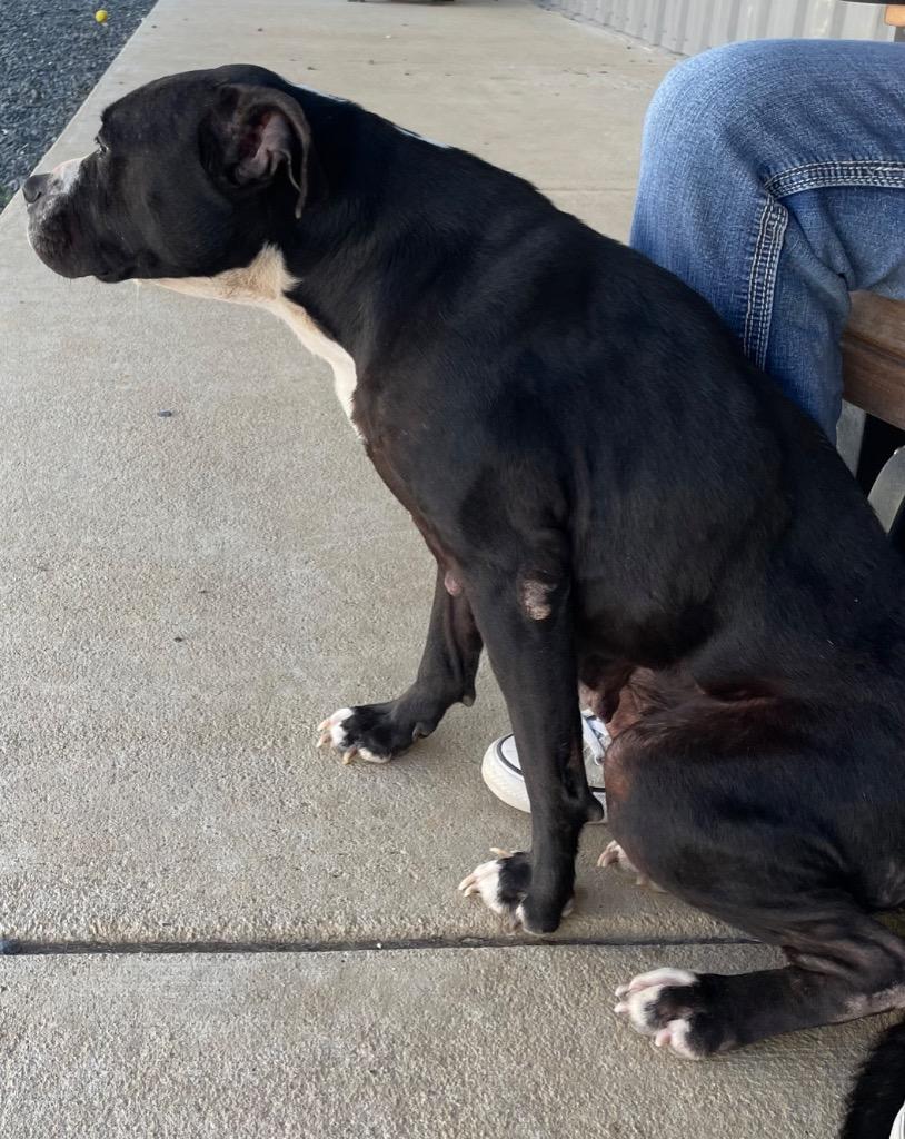 Enlarge Boots, a Adoptable mixed breed in Mount Gilead, NC image 1/5