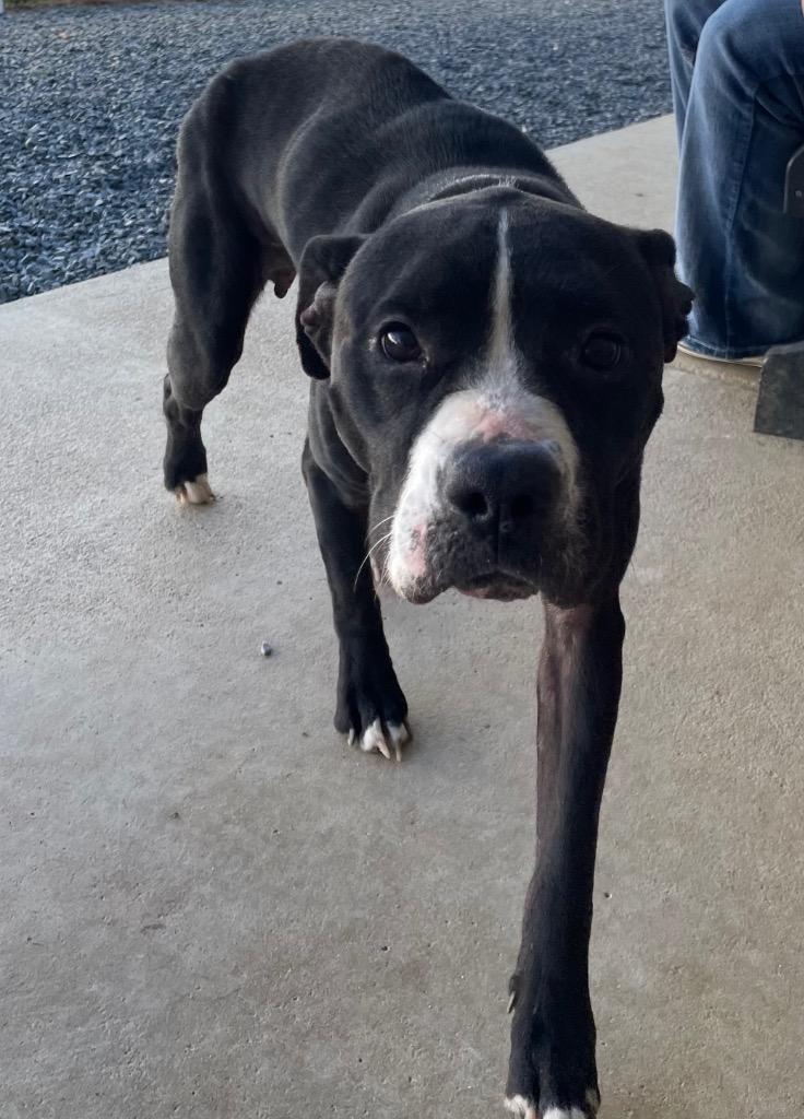 Boots, Adoptable, Adult Female Mixed Breed.