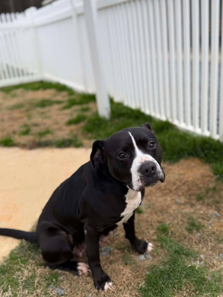 Enlarge Boots, a Adoptable mixed breed in Mount Gilead, NC image 2/6