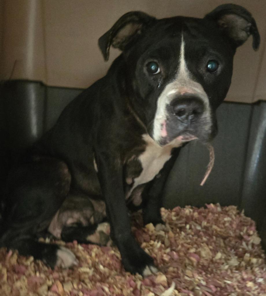 Enlarge Boots, a Adoptable mixed breed in Mount Gilead, NC image 4/6