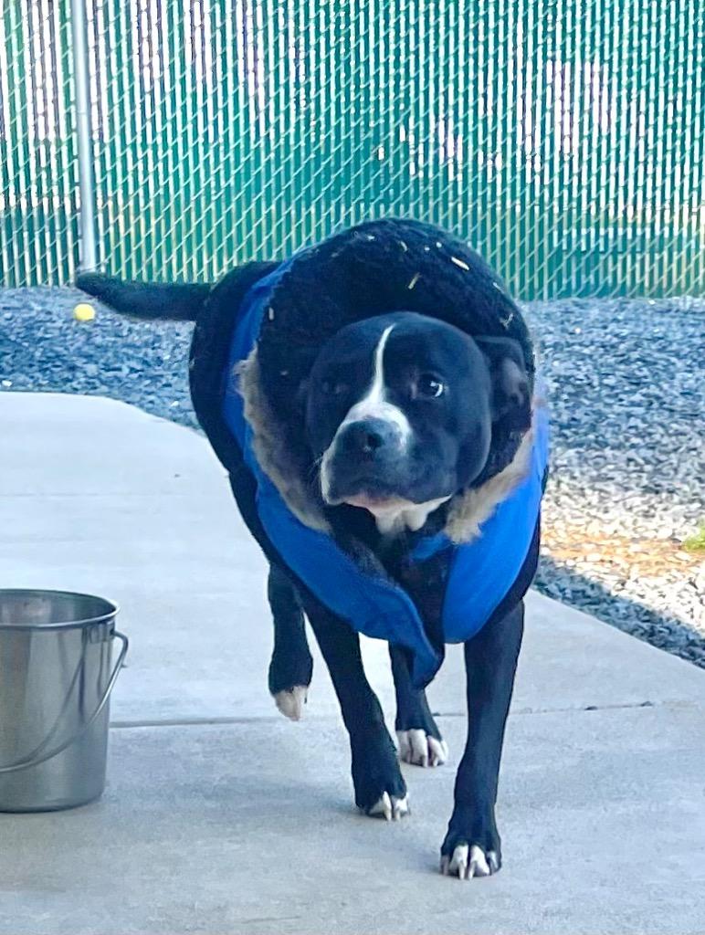 Enlarge Boots, a Adoptable mixed breed in Mount Gilead, NC image 5/6
