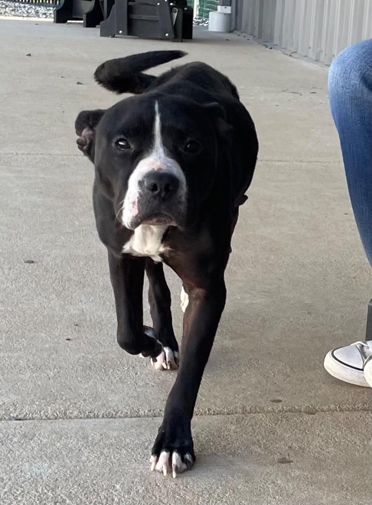 Enlarge Boots, a Adoptable mixed breed in Mount Gilead, NC image 6/6