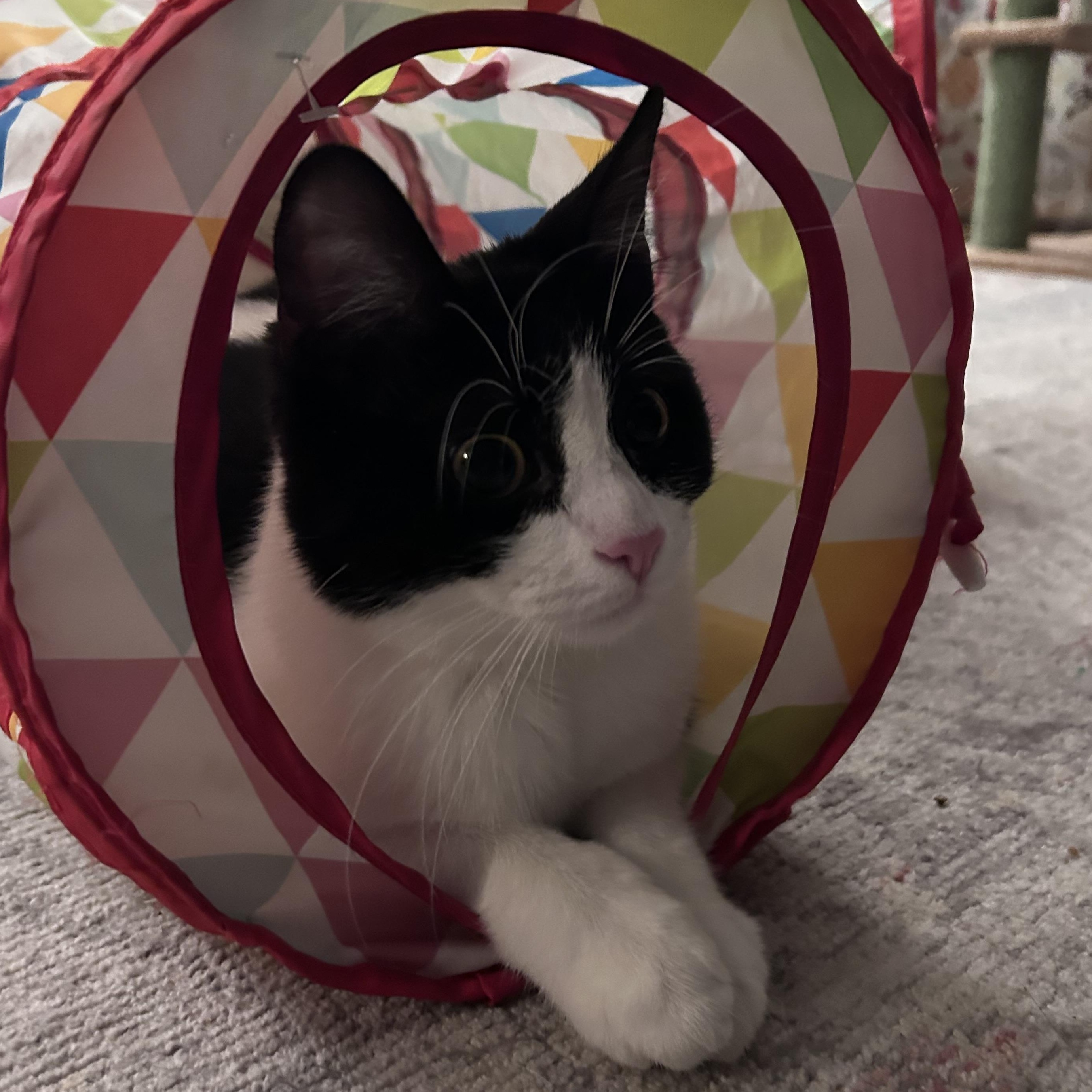 Enlarge Lizzy, a Adoptable Domestic Short Hair in Cleveland, OH image 1/6