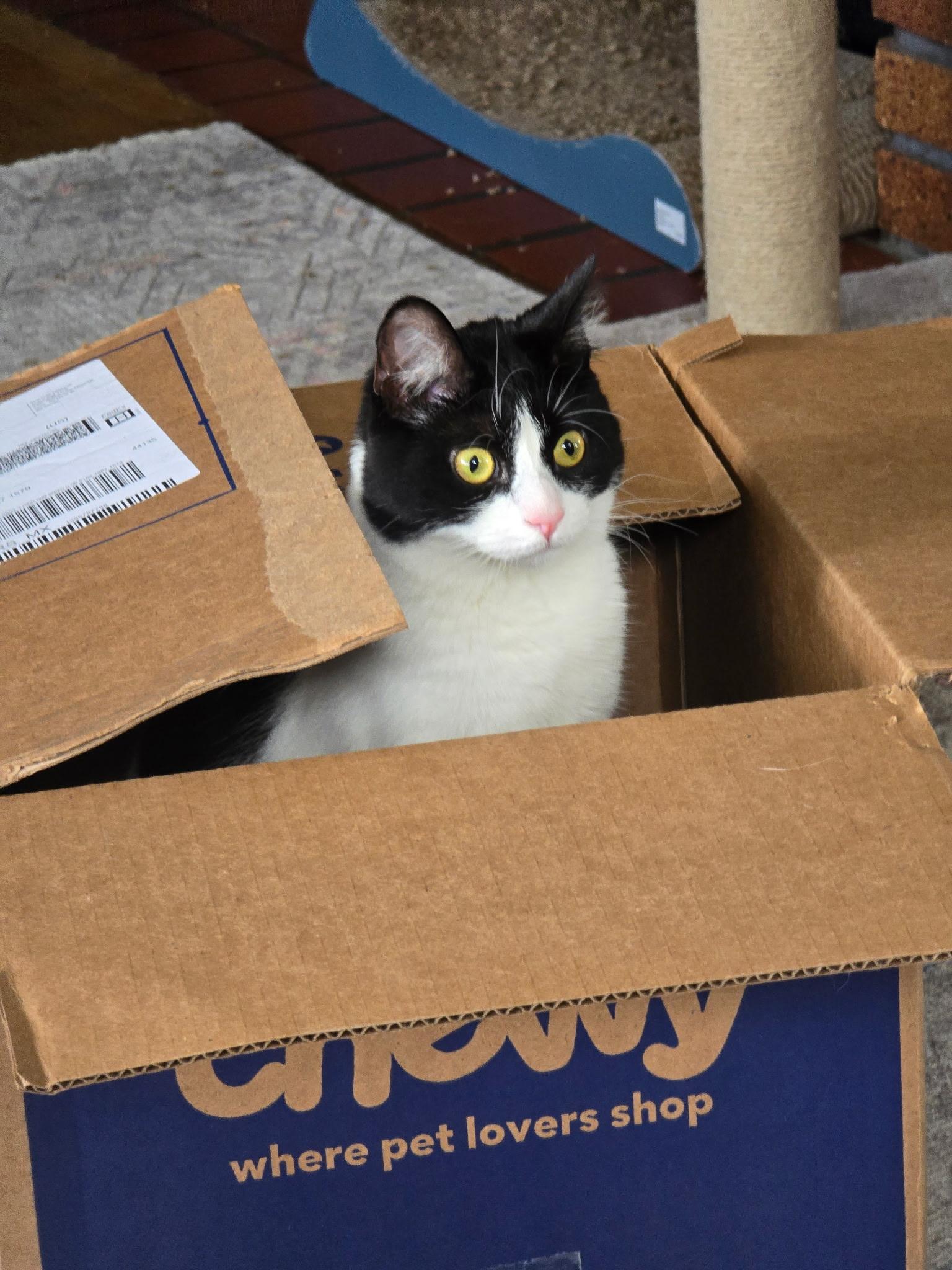Lizzy, a Adoptable Domestic Short Hair in Cleveland, OH image 3/6
