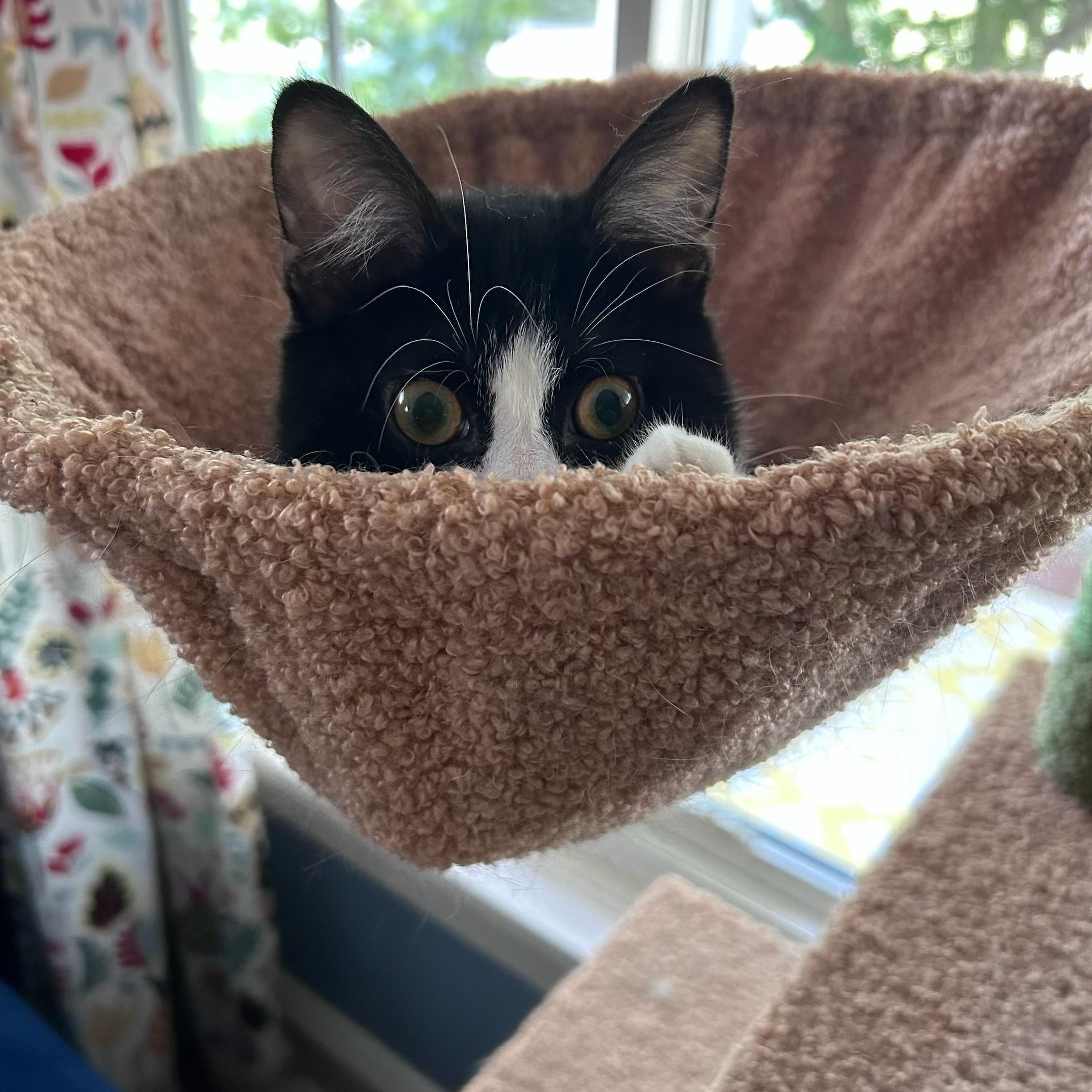 Enlarge Lizzy, a Adoptable Domestic Short Hair in Cleveland, OH image 4/6