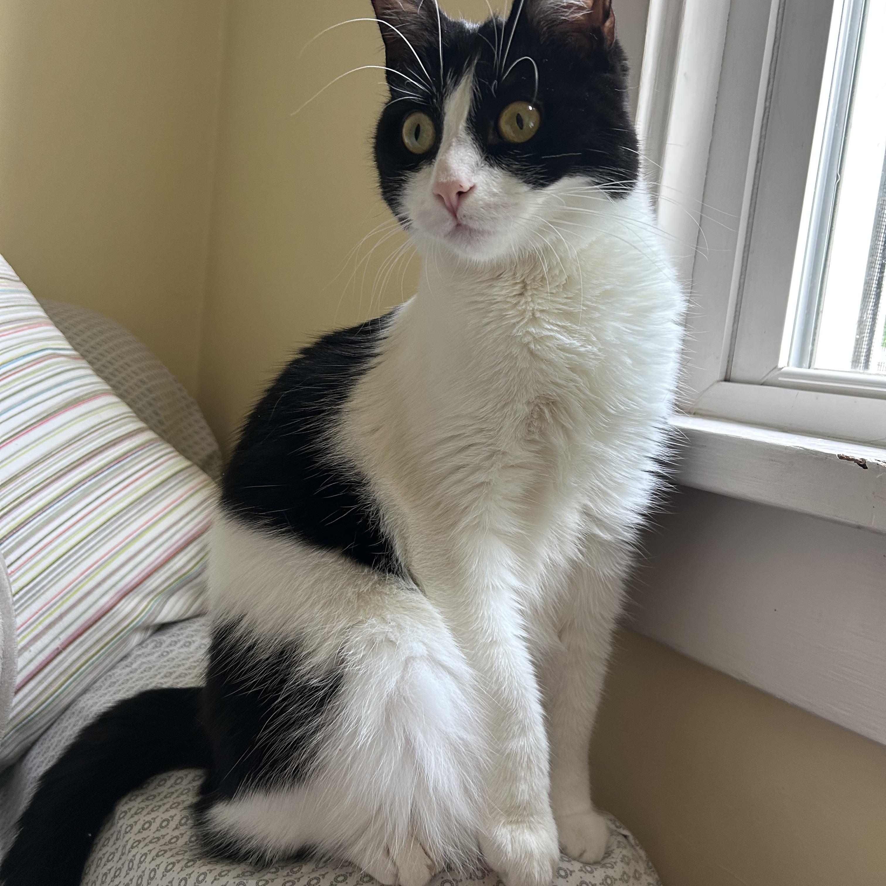 Lizzy, a Adoptable Domestic Short Hair in Cleveland, OH image 4/6