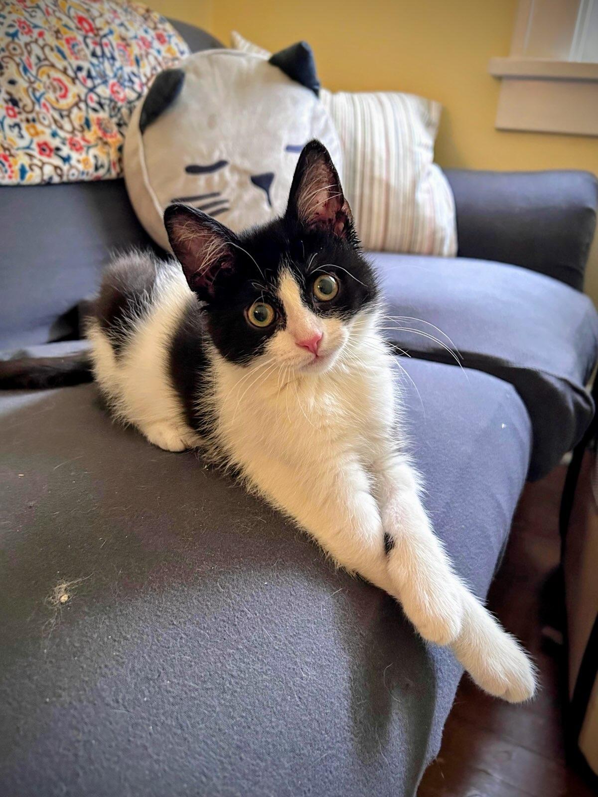 Enlarge Lizzy, a Adoptable Domestic Short Hair in Cleveland, OH image 5/6