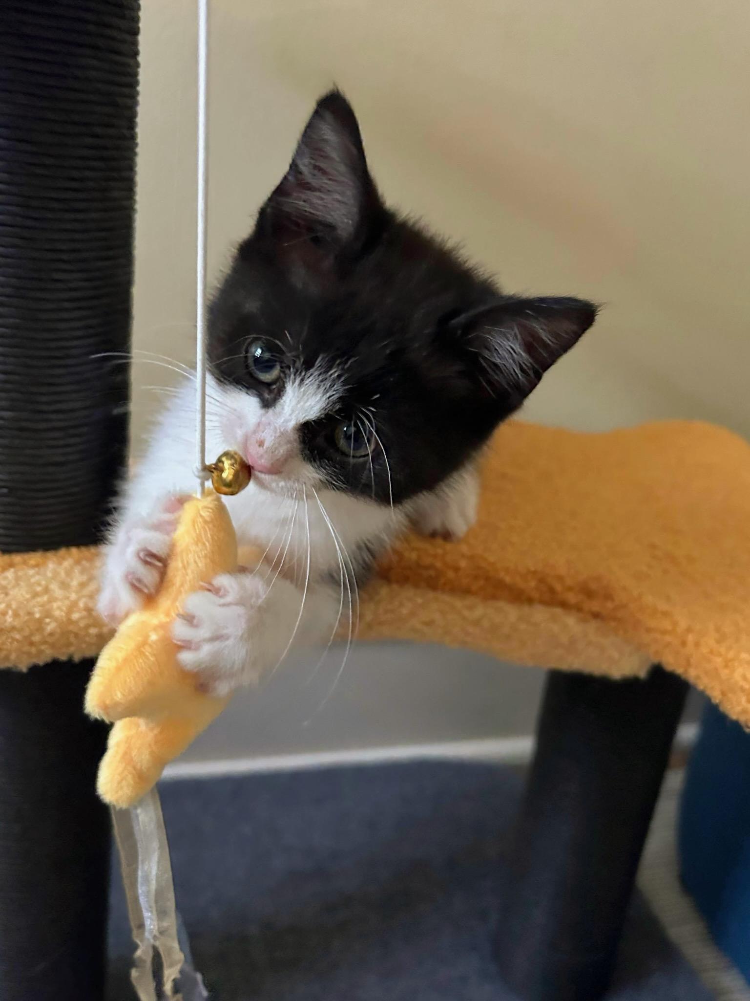 Enlarge Lizzy, a Adoptable Domestic Short Hair in Cleveland, OH image 6/6