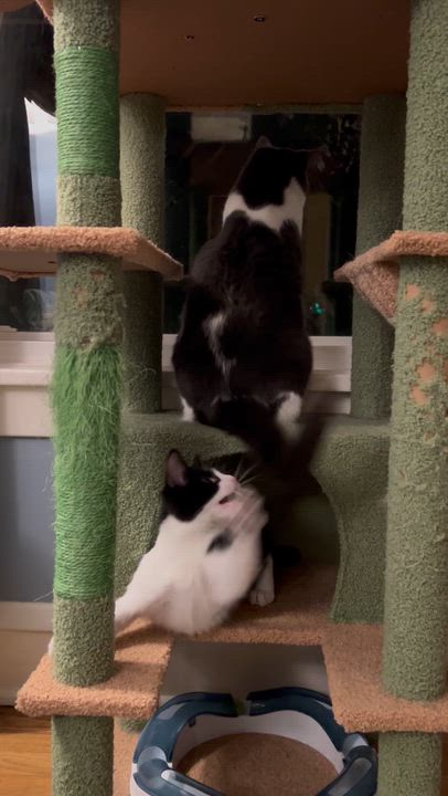 Enlarge Lizzy, a Adoptable Domestic Short Hair in Cleveland, OH video 3/6