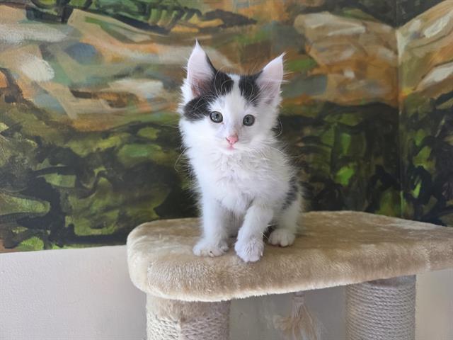 CHARLIE, Adoptable, Kitten Male Domestic Long Hair.
