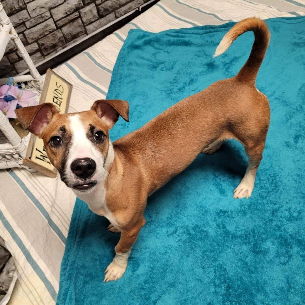 Stewie BAC 4/22, an adoptable Jack Russell Terrier, Dachshund in West Bloomfield, MI, 48325 | Photo Image 1