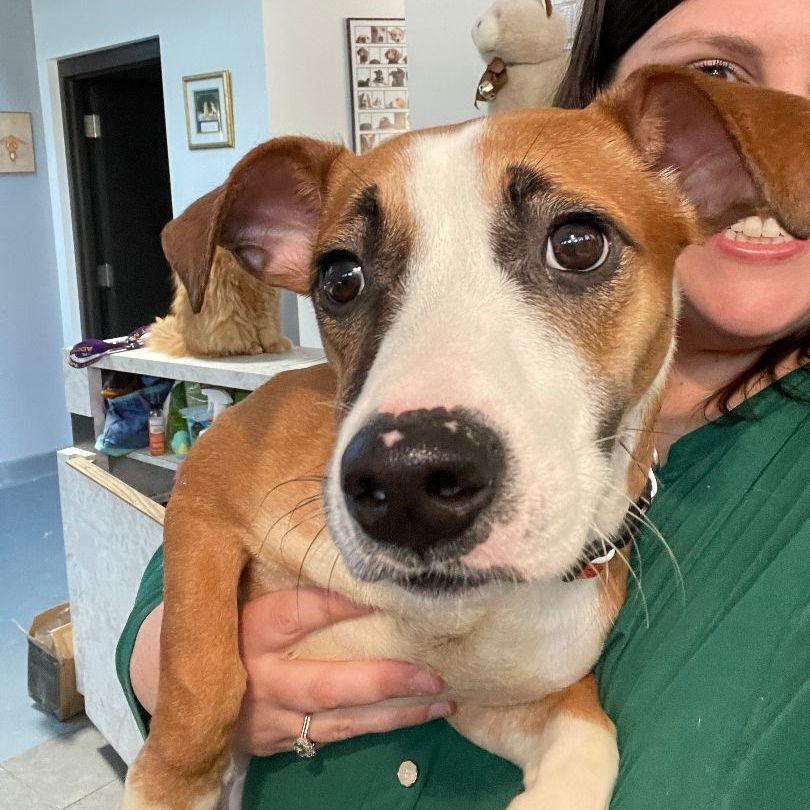 Stewie BAC 4/22, an adoptable Jack Russell Terrier, Dachshund in West Bloomfield, MI, 48325 | Photo Image 5