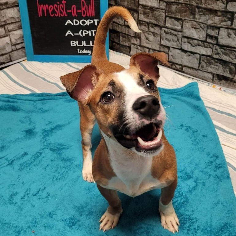 Stewie BAC 4/22, an adoptable Jack Russell Terrier, Dachshund in West Bloomfield, MI, 48325 | Photo Image 3