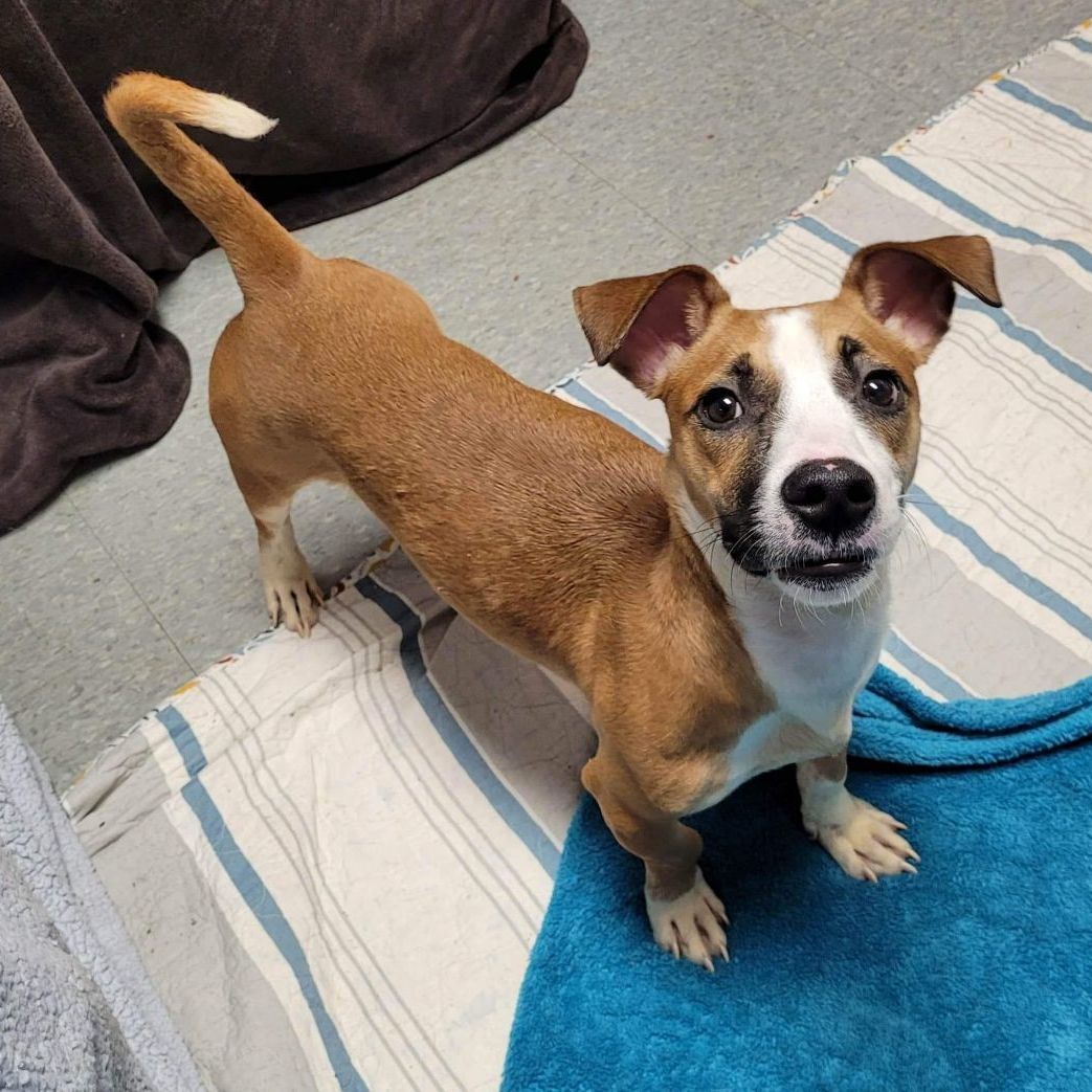 Stewie BAC 4/22, an adoptable Jack Russell Terrier, Dachshund in West Bloomfield, MI, 48325 | Photo Image 4