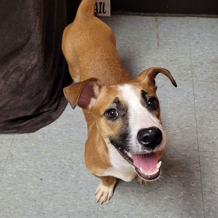 Stewie BAC 4/22, an adoptable Jack Russell Terrier, Dachshund in West Bloomfield, MI, 48325 | Photo Image 2