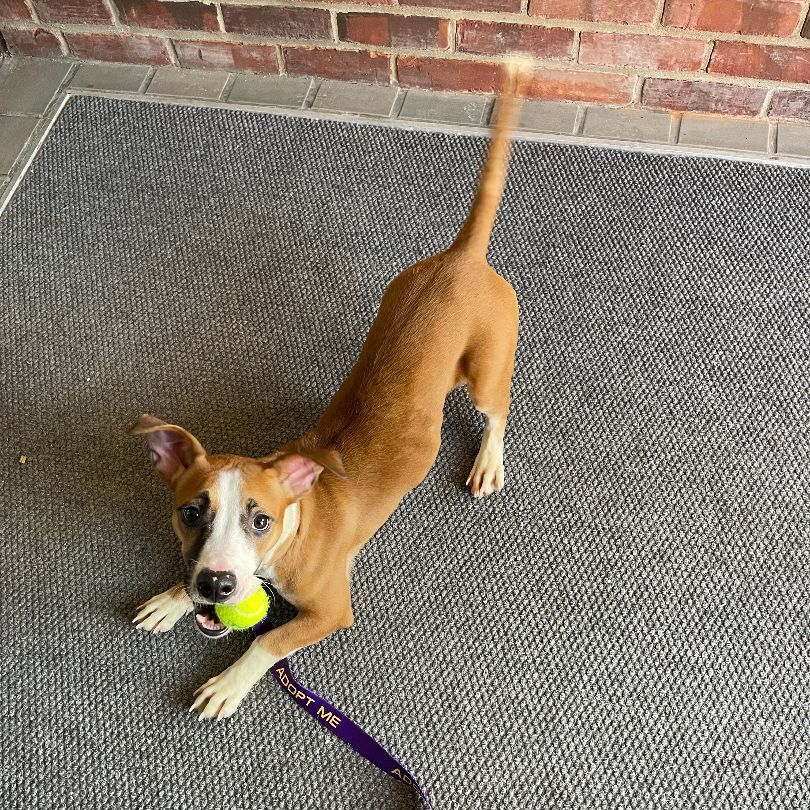 Stewie BAC 4/22, an adoptable Jack Russell Terrier, Dachshund in West Bloomfield, MI, 48325 | Photo Image 6