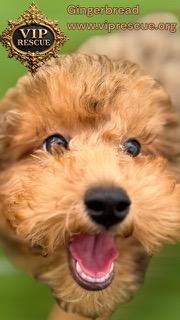 Gingerbread  Redington Beach thumbnail 2