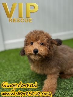 Enlarge Gingerbread / Redington Beach, a ADOPTABLE Goldendoodle in Redington Beach, FL image 6/6