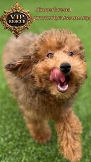 Enlarge Gingerbread / Redington Beach, a ADOPTABLE Goldendoodle in Redington Beach, FL image 1/6