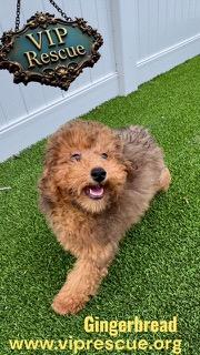 Enlarge Gingerbread / Redington Beach, a ADOPTABLE Goldendoodle in Redington Beach, FL image 2/6