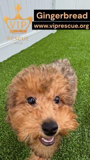 Enlarge Gingerbread / Redington Beach, a ADOPTABLE Goldendoodle in Redington Beach, FL image 3/6