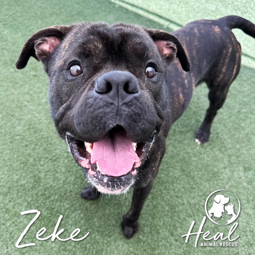Enlarge Zeke, a Adoptable mixed breed in Youngwood, PA image 1/4