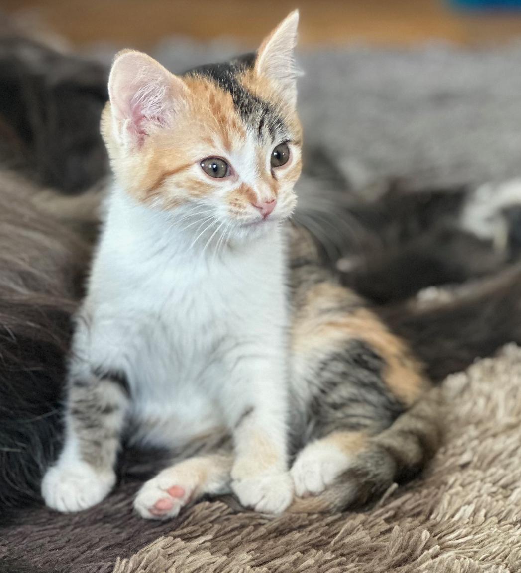 Enlarge Disco Bear, a Adoptable mixed breed in Mount Prospect, IL image 3/4