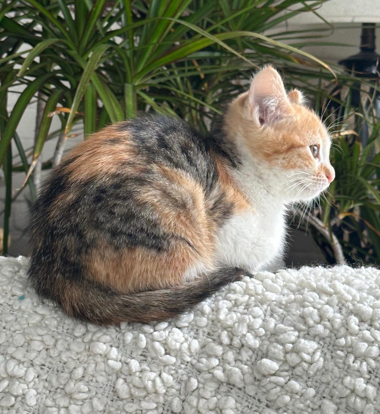 Enlarge Disco Bear, a Adoptable mixed breed in Mount Prospect, IL image 2/4