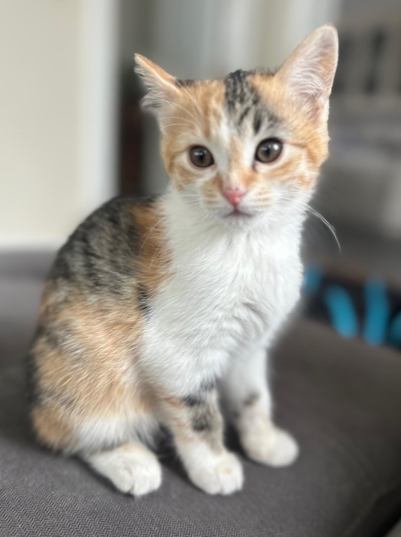 Disco Bear, Adoptable, Kitten Female Domestic Short Hair.