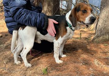 Enlarge Fred, an adopted Beagle in West Decatur, PA image 2/6