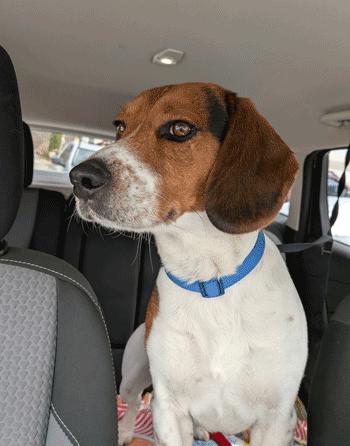 Enlarge Fred, an adopted Beagle in West Decatur, PA image 4/6
