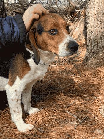 Fred, ADOPTABLE, Adult Male Beagle.