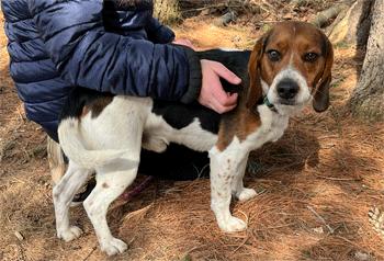 Enlarge Fred, an adopted Beagle in West Decatur, PA image 6/6