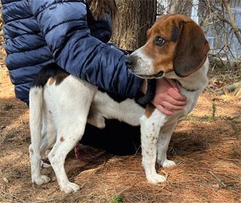 Enlarge Fred, an adopted Beagle in West Decatur, PA image 3/6