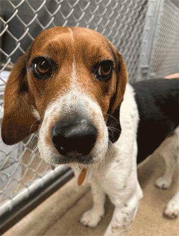 Enlarge Fred, an adopted Beagle in West Decatur, PA image 5/6