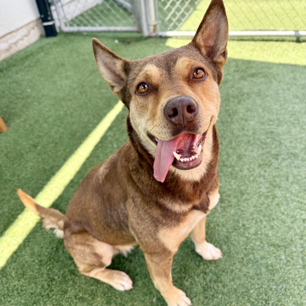 Poochie, a Adoptable mixed breed in Long Beach, CA image 1/4