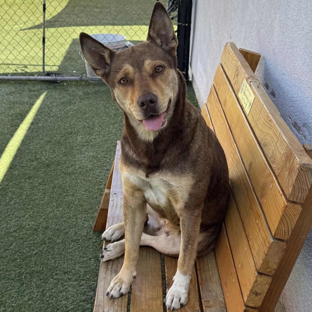 Poochie, a Adoptable mixed breed in Long Beach, CA image 3/4
