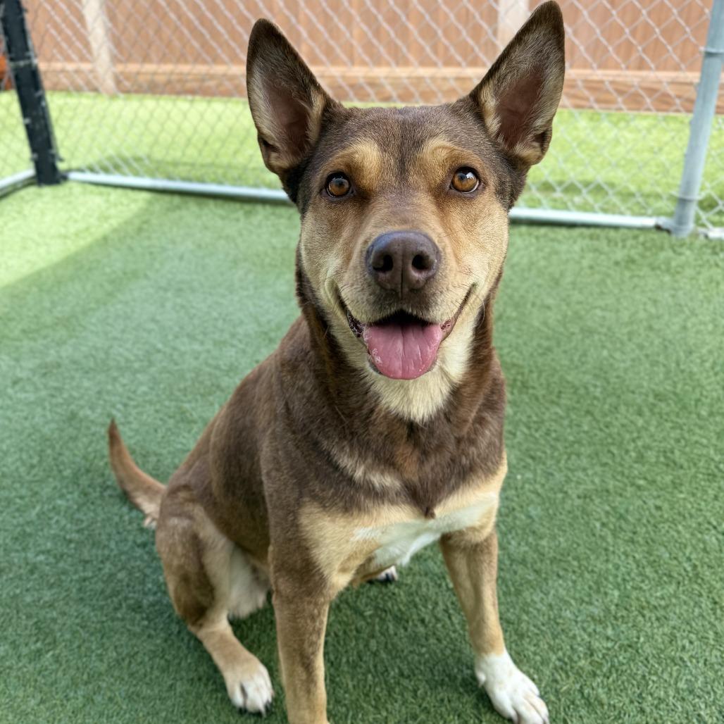 Poochie, a Adoptable mixed breed in Long Beach, CA image 4/4