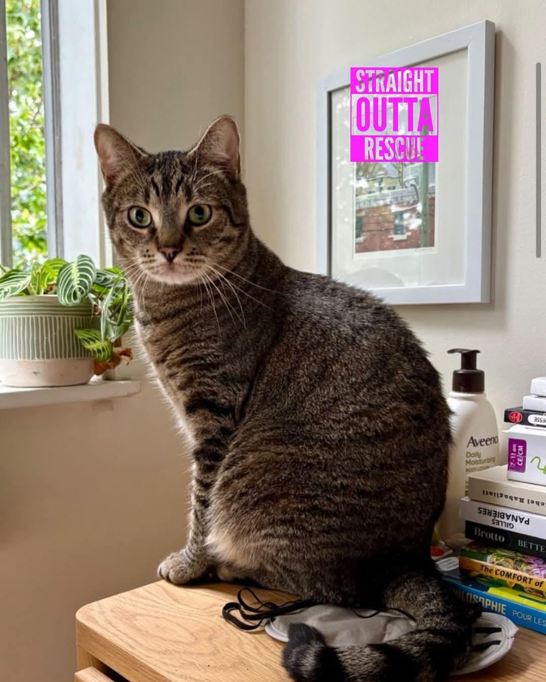 Miso - New Bio and New Images*, a Adoptable Tabby in Vancouver, BC image 6/6