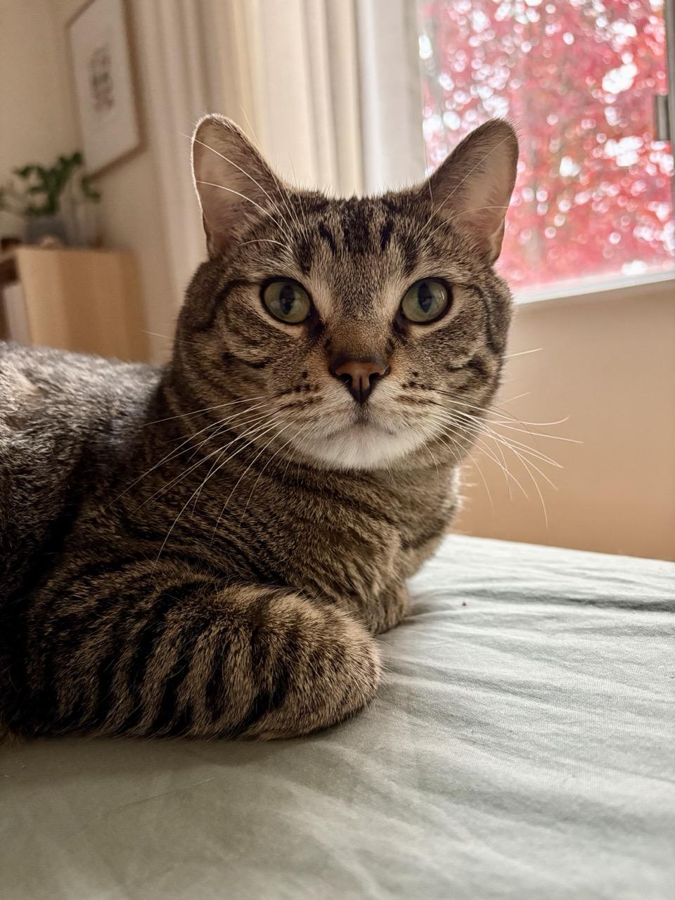 Miso - New Bio and New Images*, Adoptable, Adult Male Tabby.