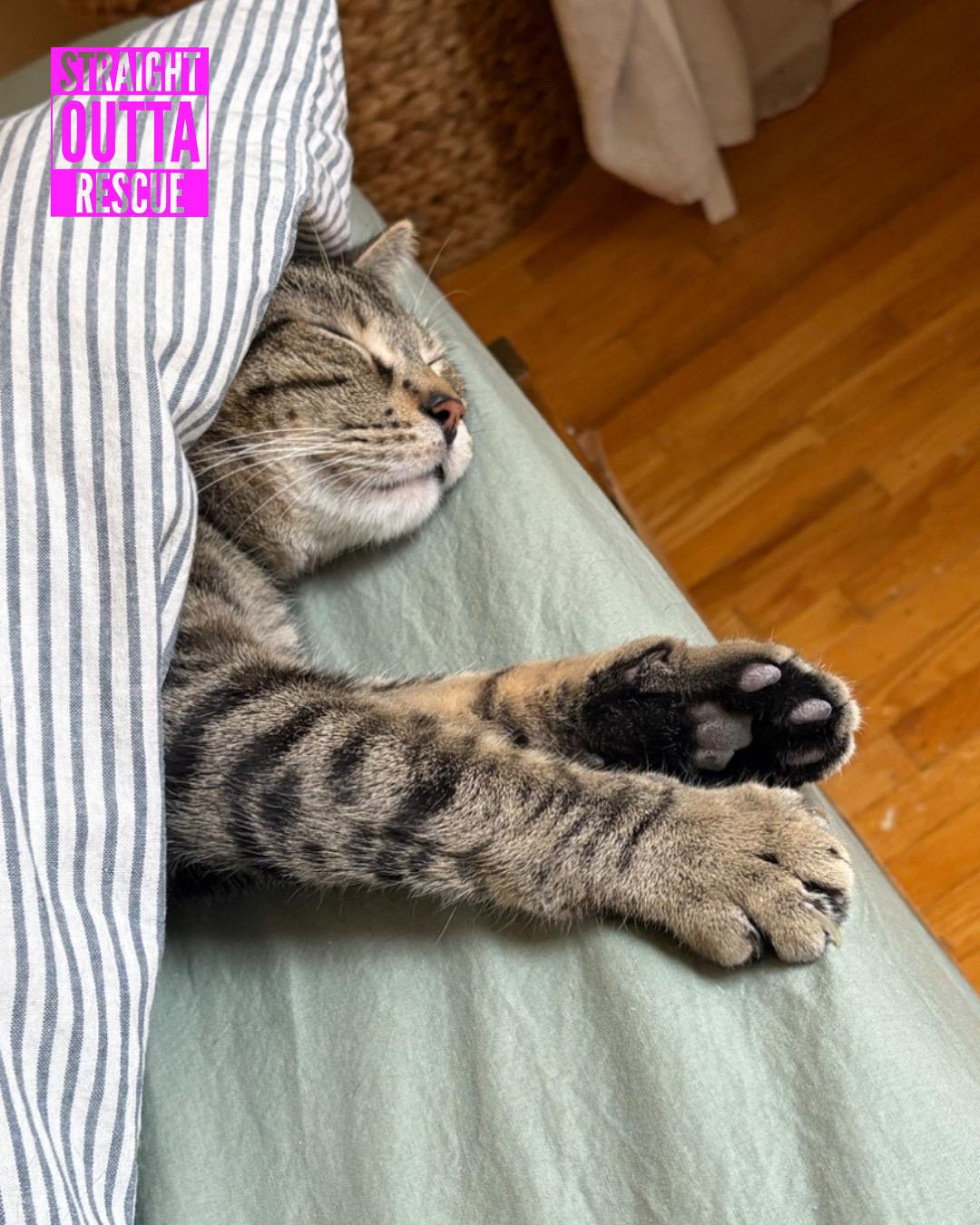 Miso - New Bio and New Images*, a Adoptable Tabby in Vancouver, BC image 2/6