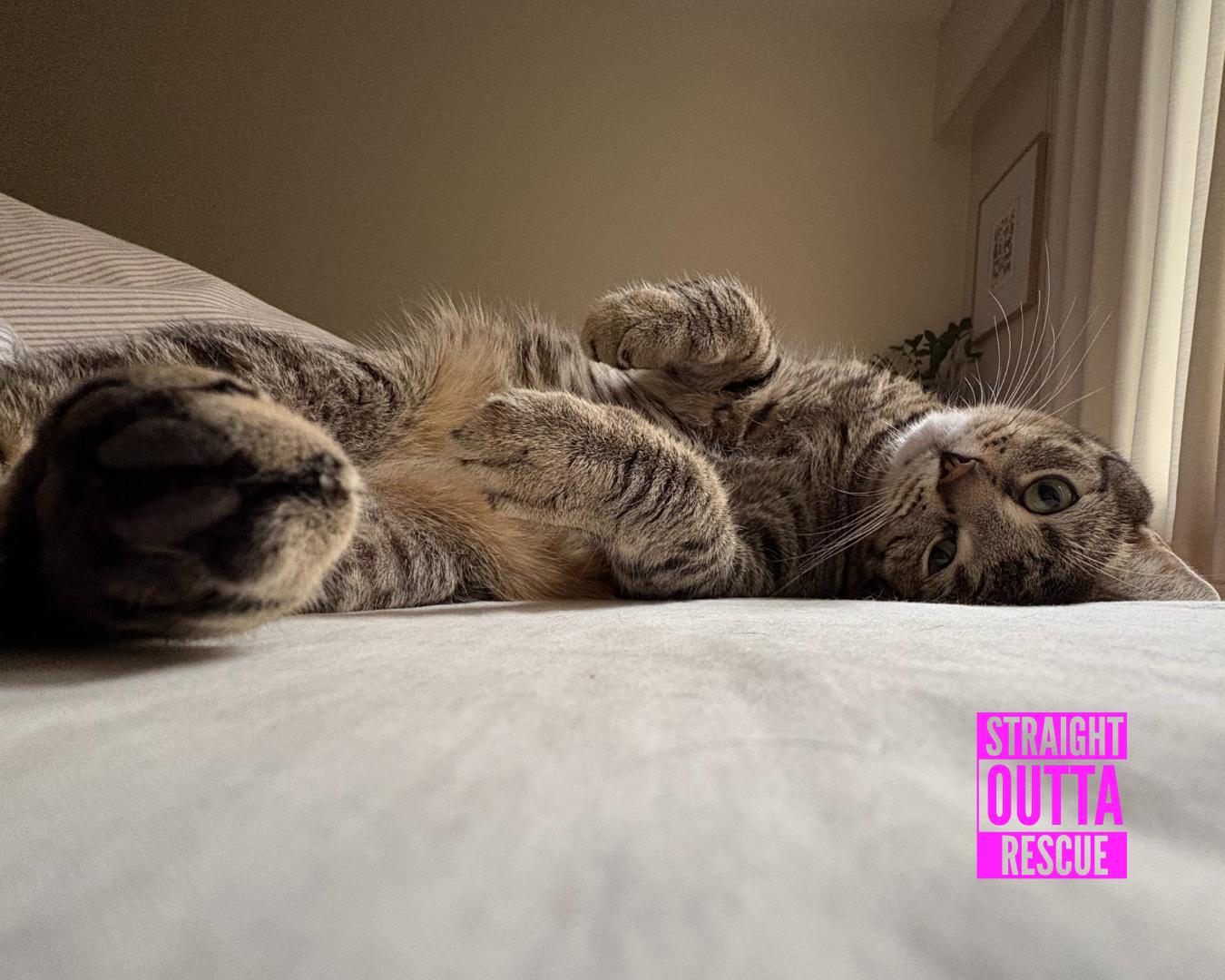 Miso - New Bio and New Images*, a Adoptable Tabby in Vancouver, BC image 3/6