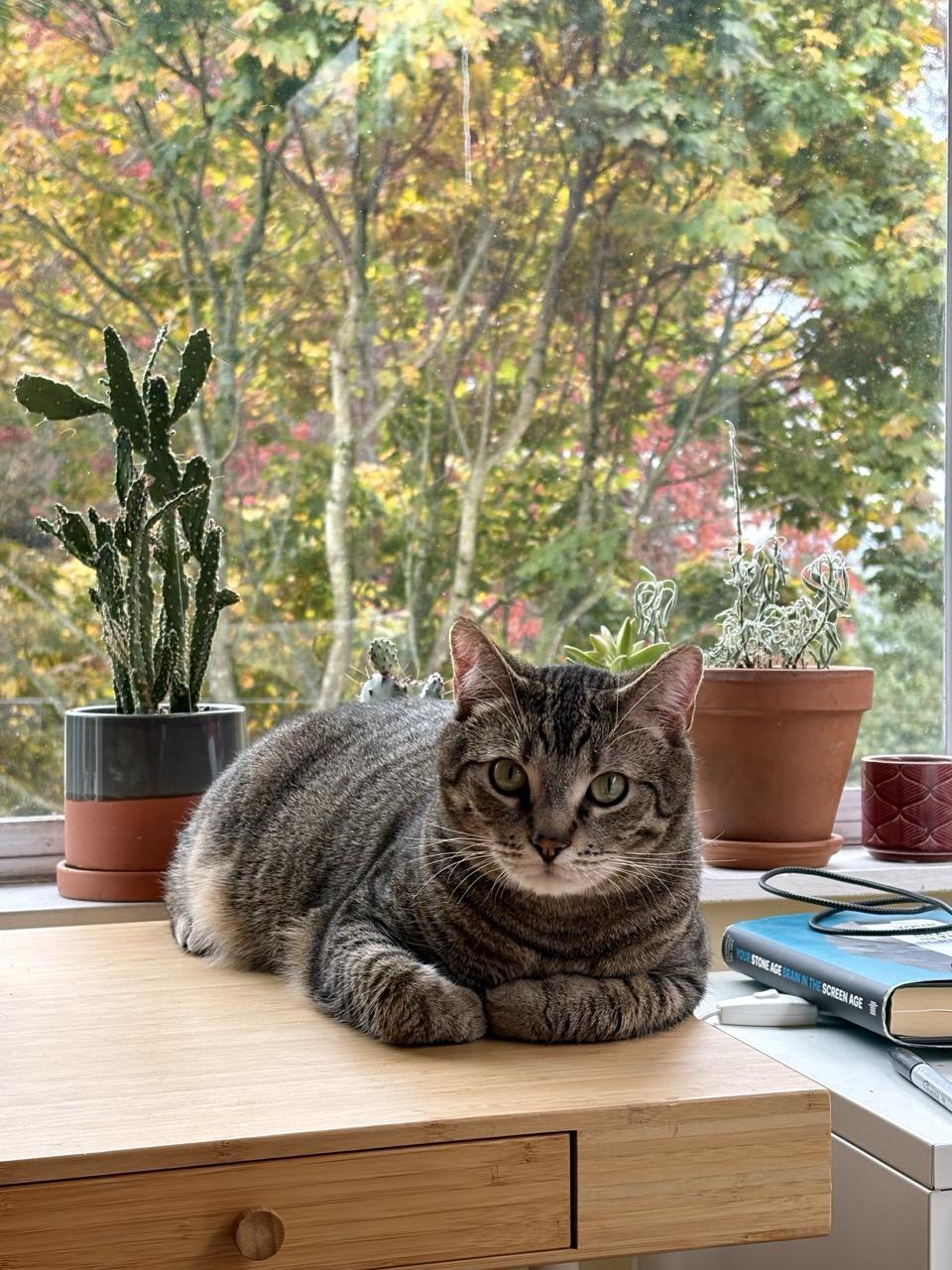 Miso - New Bio and New Images*, a Adoptable Tabby in Vancouver, BC image 4/6