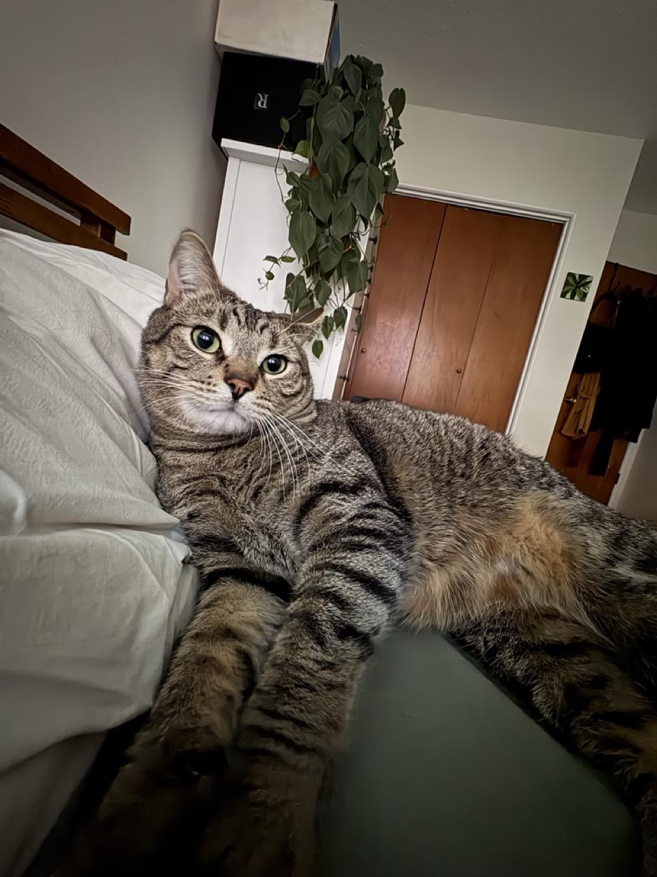 Miso - New Bio and New Images*, a Adoptable Tabby in Vancouver, BC image 5/6