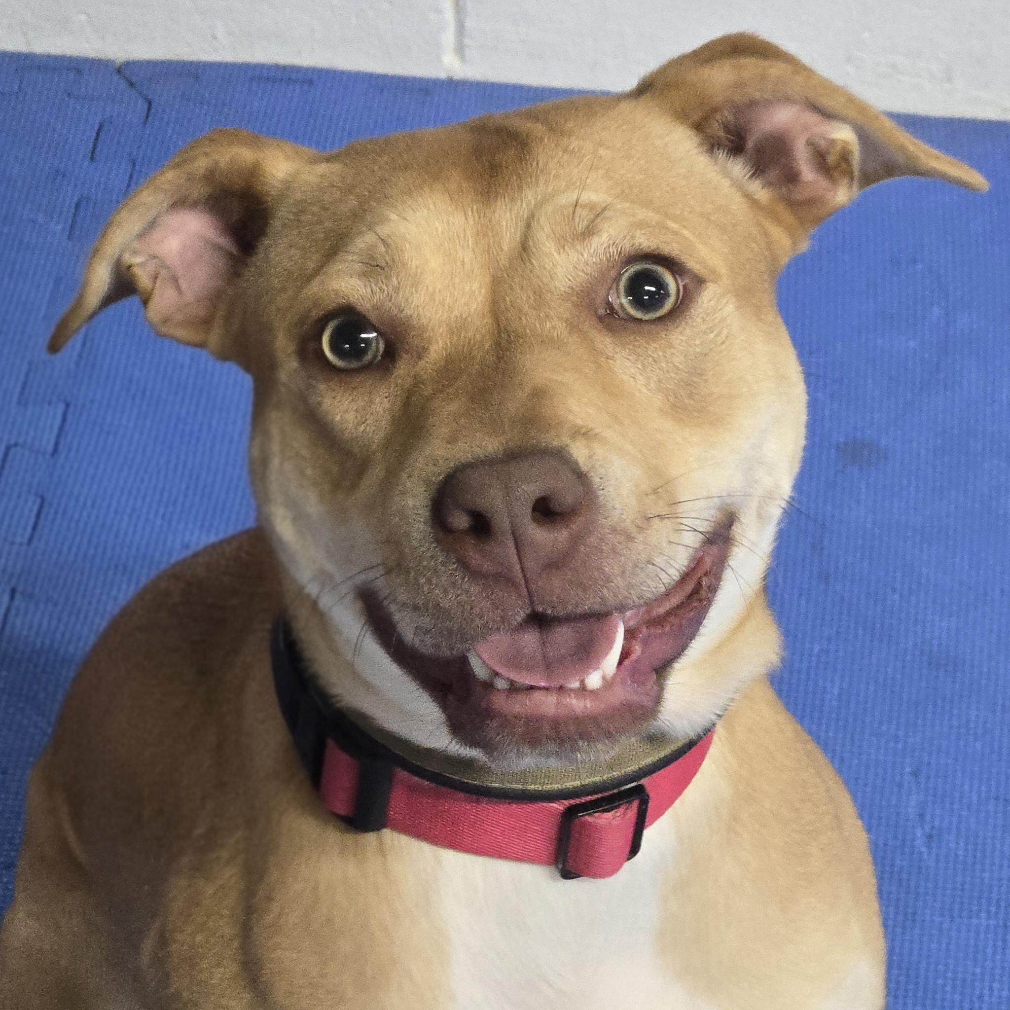 Enlarge Harkin, a ADOPTABLE mixed breed in Normal, IL image 2/6