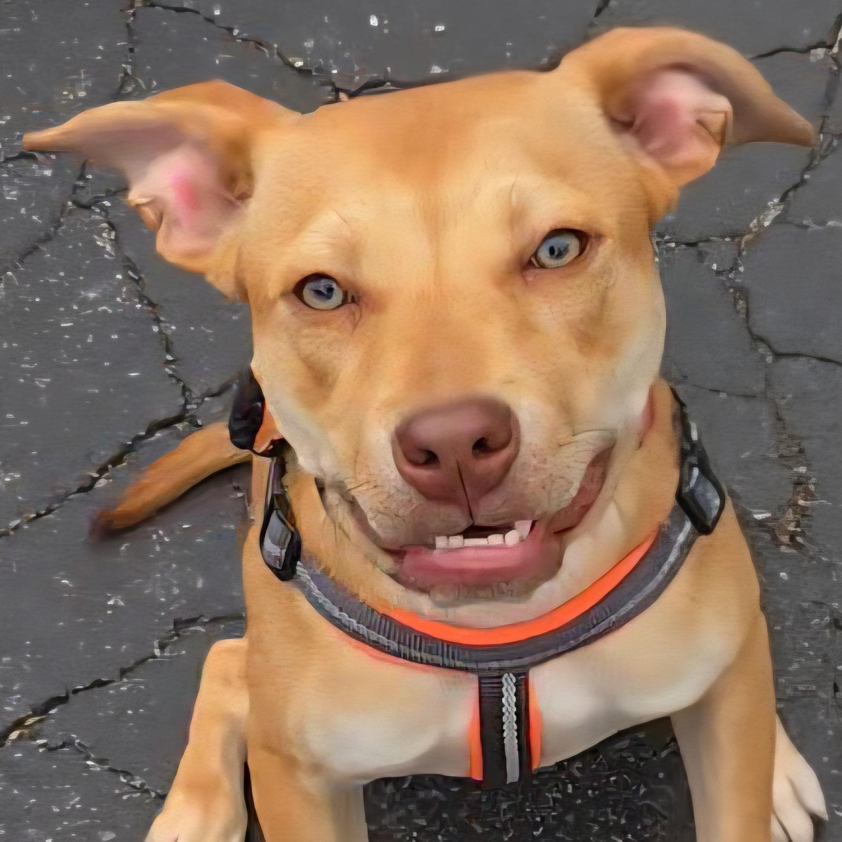 Harkin, a ADOPTABLE mixed breed in Normal, IL image 1/6