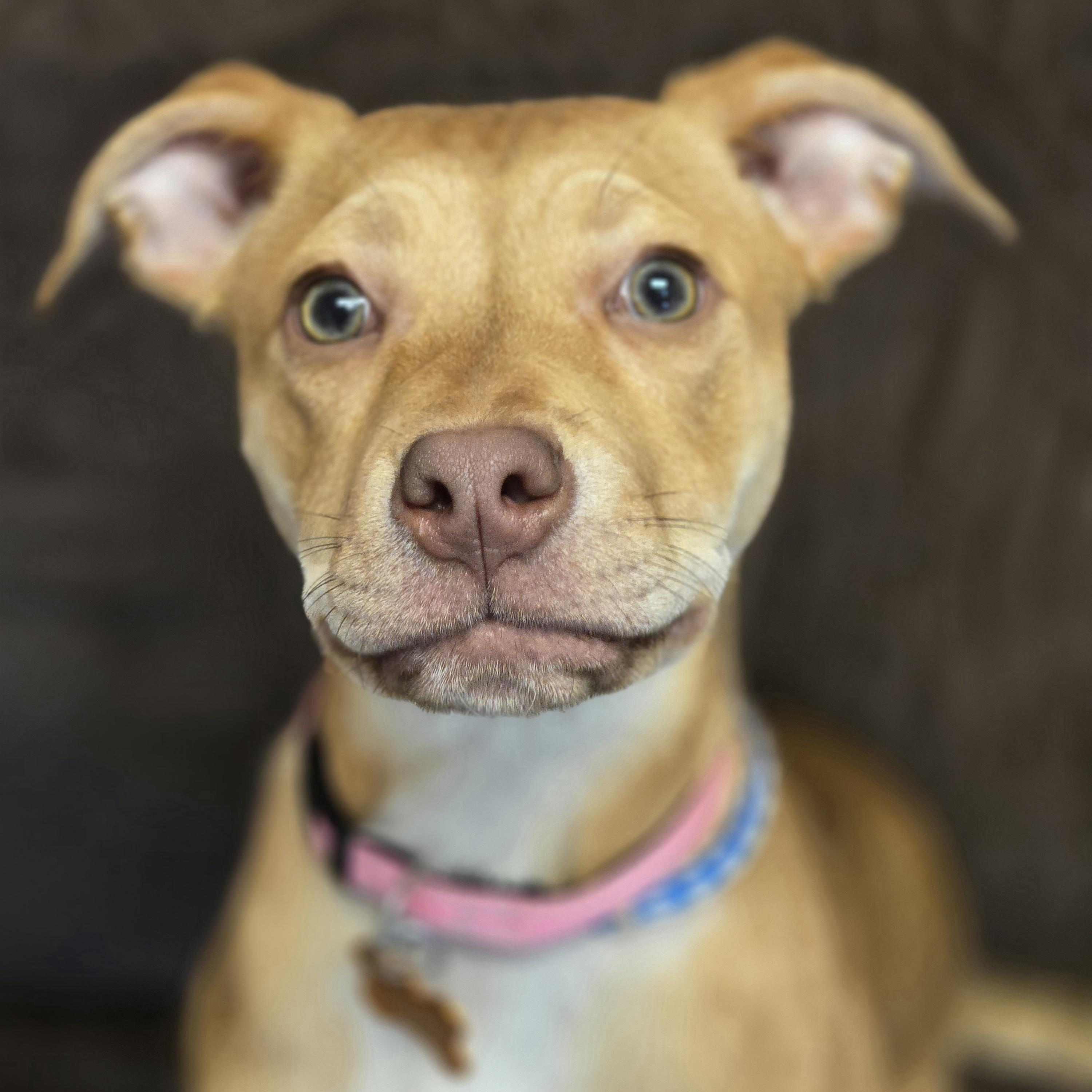 Harkin, a ADOPTABLE mixed breed in Normal, IL image 5/6